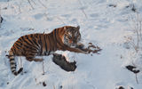 Новый год во Владивостоке с посещением «Земли леопарда»