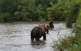 Тур по территории Курильского озера, наблюдение за медведями