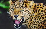 Знакомство с домом леопардов