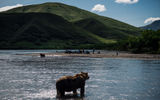 Курильское озеро, пешая экскурсия на рыбоучетное заграждение, наблюдение за медведями