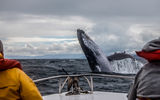 Териберка: выход в море на поиски китов