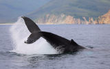 Морской поход и свидание с китами