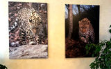 Национальный парк «Земля леопарда»