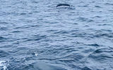 Второй выход в море на поиски китов