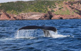 Выход в море в поисках китов