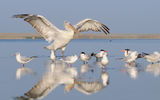 Птицы озера Маныч, цветущая степь, этностоянка и гастрономический мастер-класс