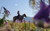 Прогулка на лошадях вдоль реки Катунь к смотровой площадке