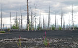 Вулкан Плоский Толбачик (подъем до 2000 м) - Новое трещинное извержение 2012 г. - «Мертвый лес»