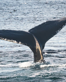 Хабаровский край – родина китов и самолетов:
Шантарские острова, амурские тигры, лотосы и петроглифы