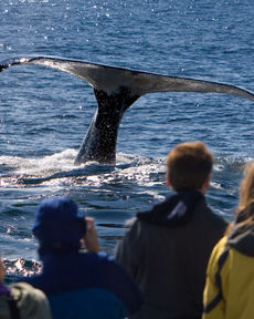 Чудо Кольского — киты, сияние и океан: советы для поездки от автора туров