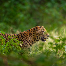 Отдых в национальном парке «Земля леопарда»