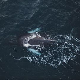 За китами на Кольский