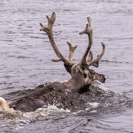 Великий кочевник — северный олень. Фототур на Таймыр