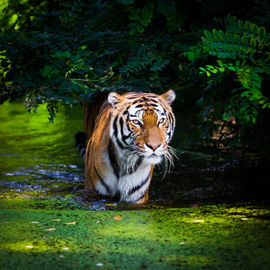Земля тигра. Экскурсионный тур по Приморью