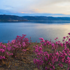 Цветение багульника на Байкале. Авторский тур