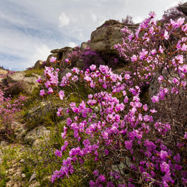 Цветение маральника. Майские праздники на Алтае