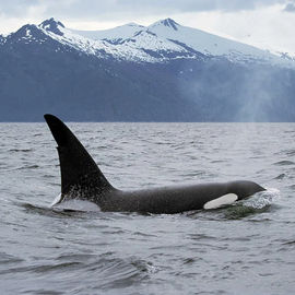 Териберка: в поисках китов и северного сияния!