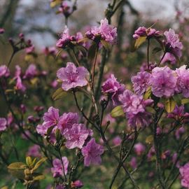 Алтай: цветение маральника