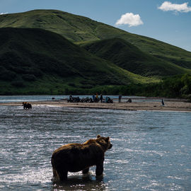 Тур на Камчатку к медведям, вулканам и косаткам 