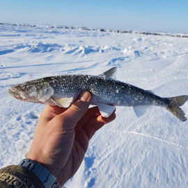 Зима на Сахалине с подлёдной рыбалкой