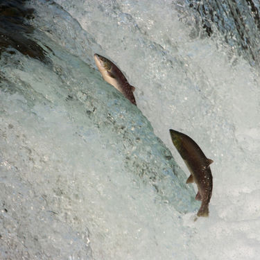 Когда нерест лосося и кижуча на Камчатке