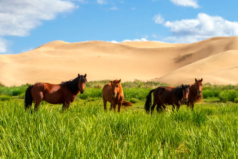 Пустыня Гоби и монгольские лошади