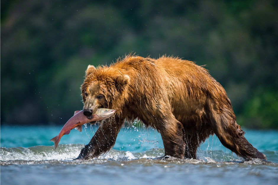 Медвежья охота на рыбу в Курильском озере