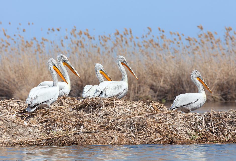 Семейство пеликанов в Астраханском заповеднике