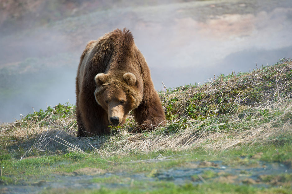 Медведь в Долине гейзеров