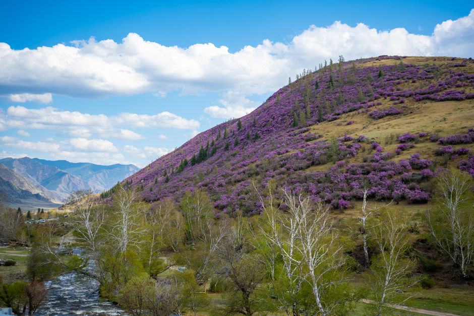 Гора покрытая цветами маральника