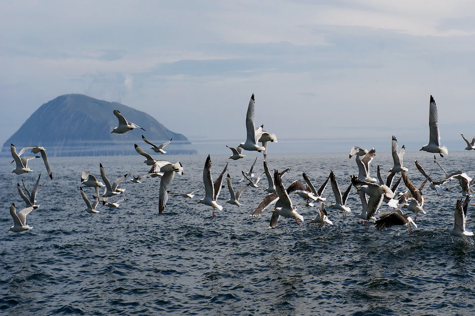 Стая птиц на Шантарских островах