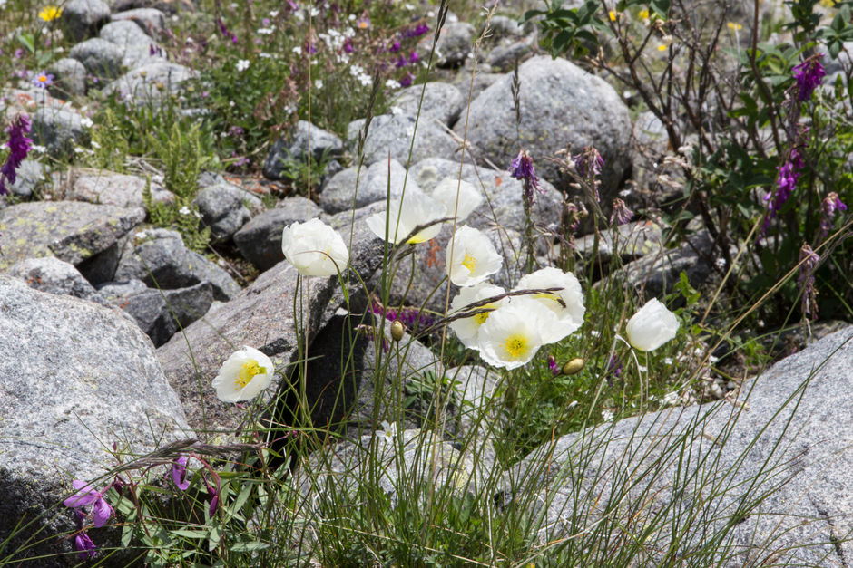 Цветы белого мака в горной долине (Алтай)