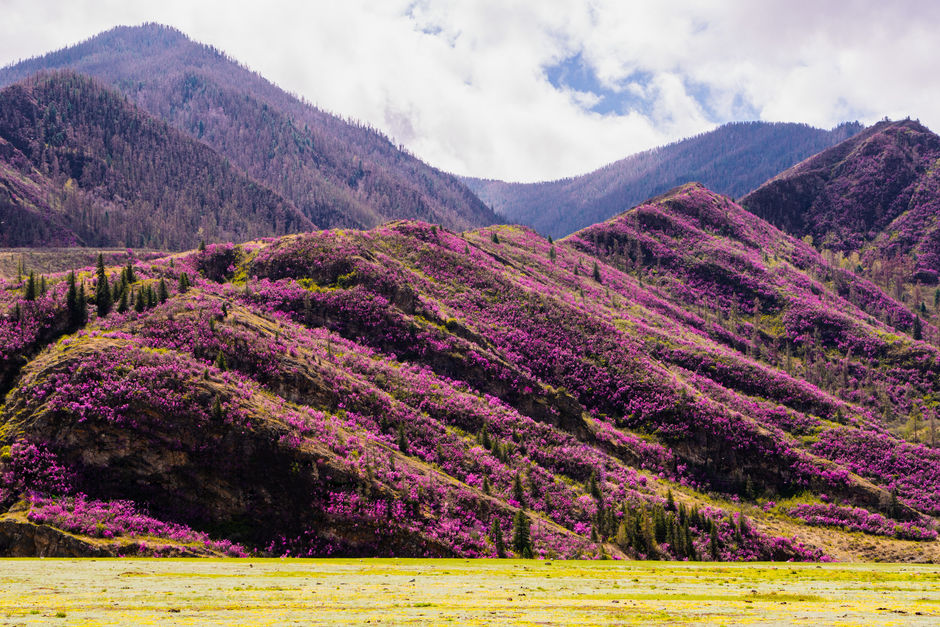 Невероятный вид на Алтайскую долину с холмами, покрытыми фиолетовыми цветами маральника