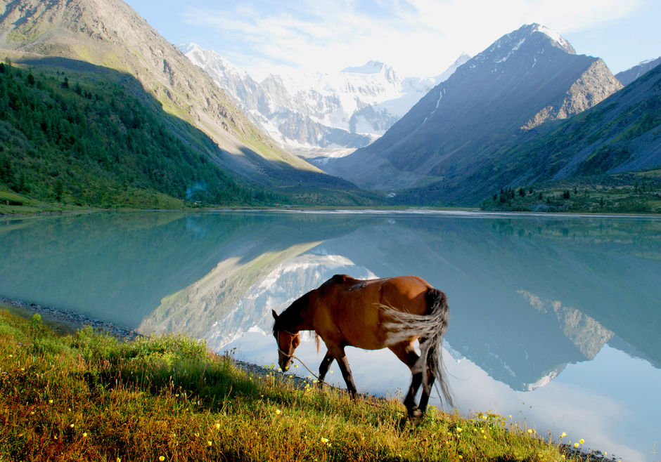 Лошадь на берегу горного озера (Алтай)