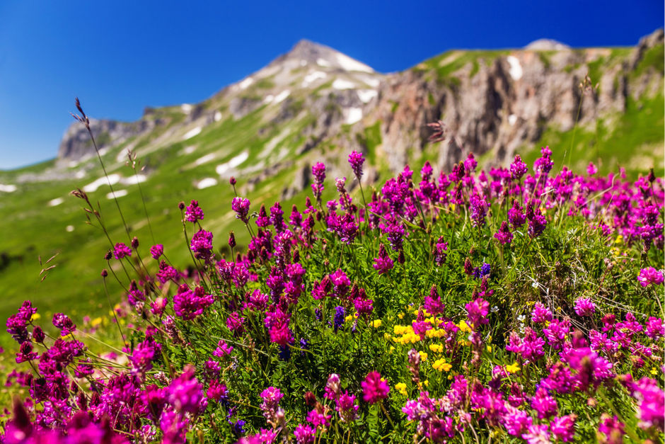 Цветы в горах Адыгеи